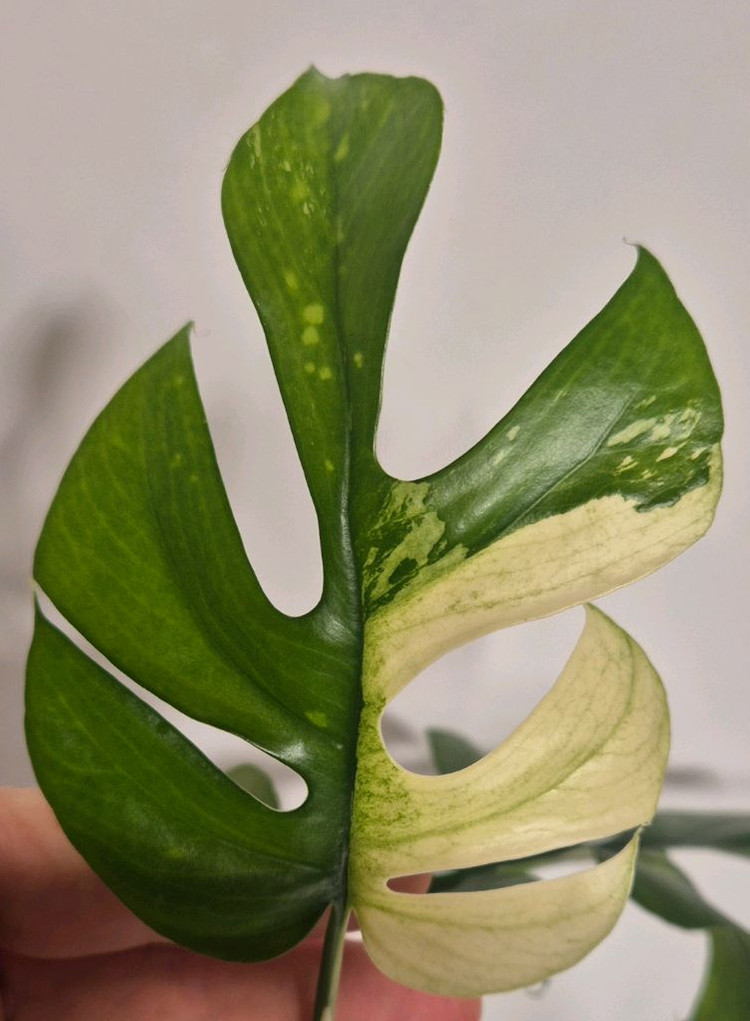 화이트풀민트 히메몬스테라 무천이 탑--2