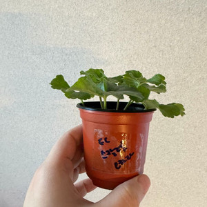 러시아제라늄3종_ec스칼렛오하라 심프랄이네 ess잠자는숲속의공주