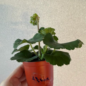 러시아제라늄2 한국1종_유폴로네즈 셀레나에르사 캔디플로스도넛(한)