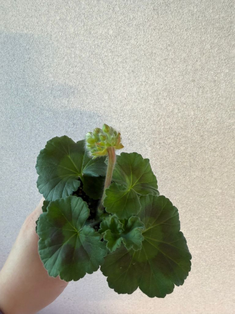 러시아제라늄2 한국1종_유폴로네즈 셀레나에르사 캔디플로스도넛(한)--1