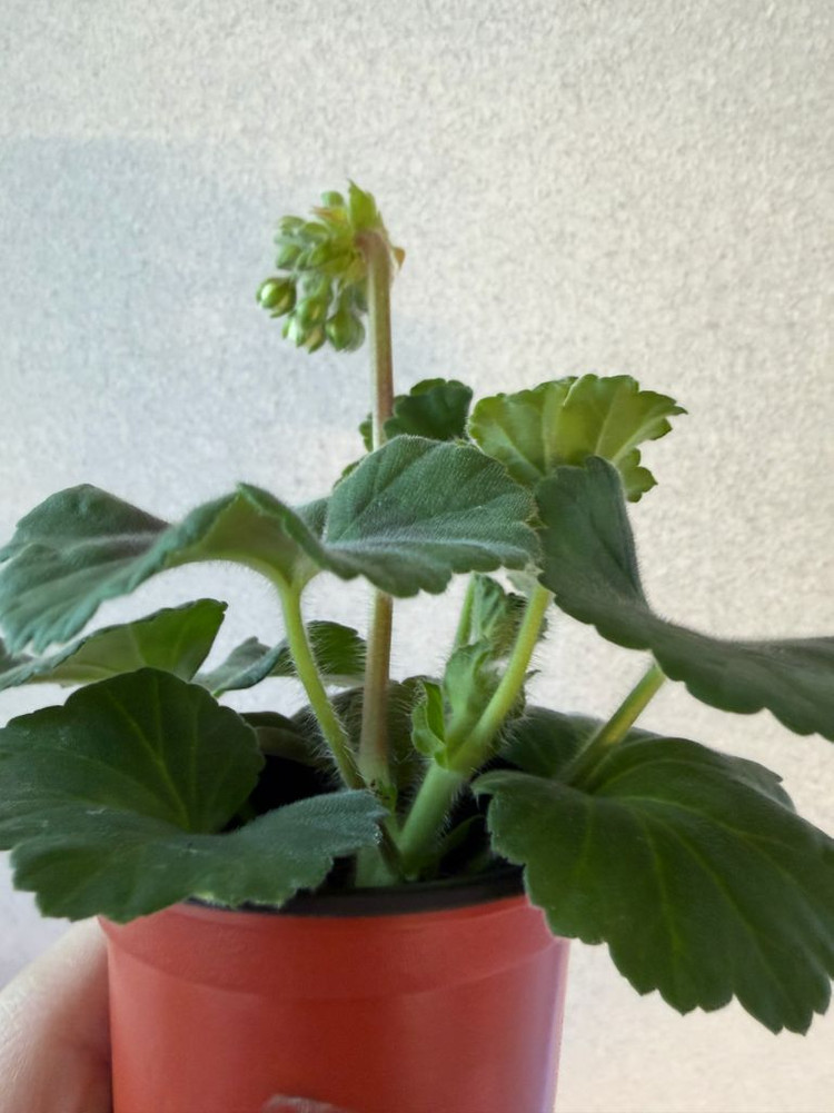 러시아제라늄2 한국1종_유폴로네즈 셀레나에르사 캔디플로스도넛(한)--2