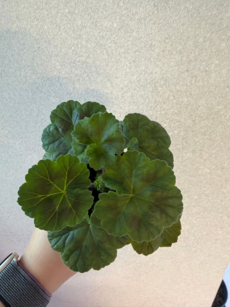 러시아제라늄2 한국1종_유폴로네즈 셀레나에르사 캔디플로스도넛(한)--4