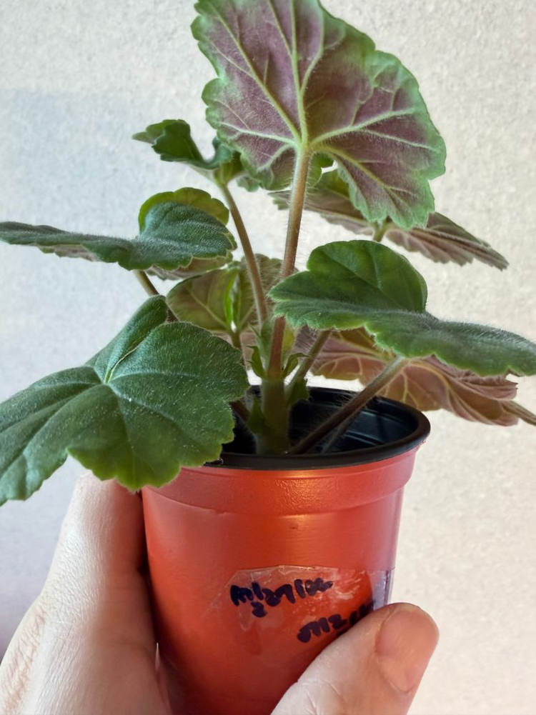 러시아제라늄2 한국1종_유폴로네즈 셀레나에르사 캔디플로스도넛(한)--5