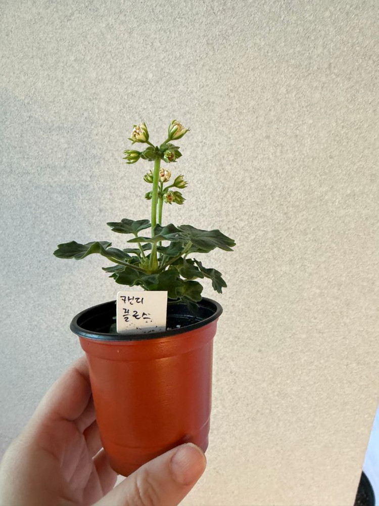 러시아제라늄2 한국1종_유폴로네즈 셀레나에르사 캔디플로스도넛(한)--6