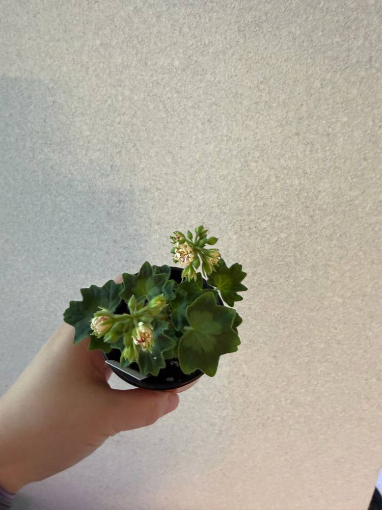 러시아제라늄2 한국1종_유폴로네즈 셀레나에르사 캔디플로스도넛(한)--7