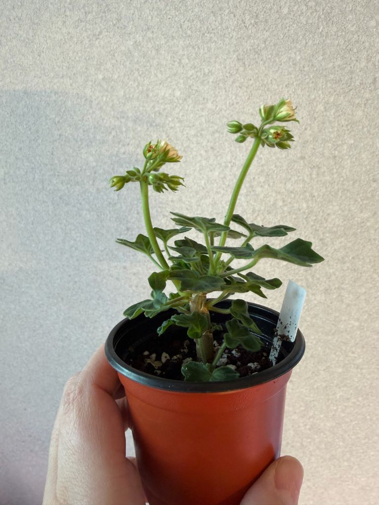 러시아제라늄2 한국1종_유폴로네즈 셀레나에르사 캔디플로스도넛(한)--8