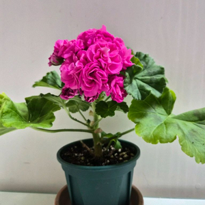 라라딜라이트제라늄