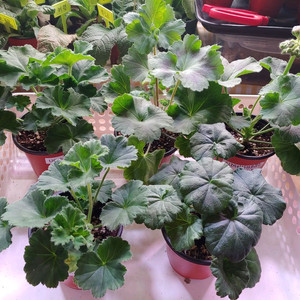 제라늄 5종 심레이디카프리스 UV25.20 송오브콜쵸바 TA마르셀 라라앙드레