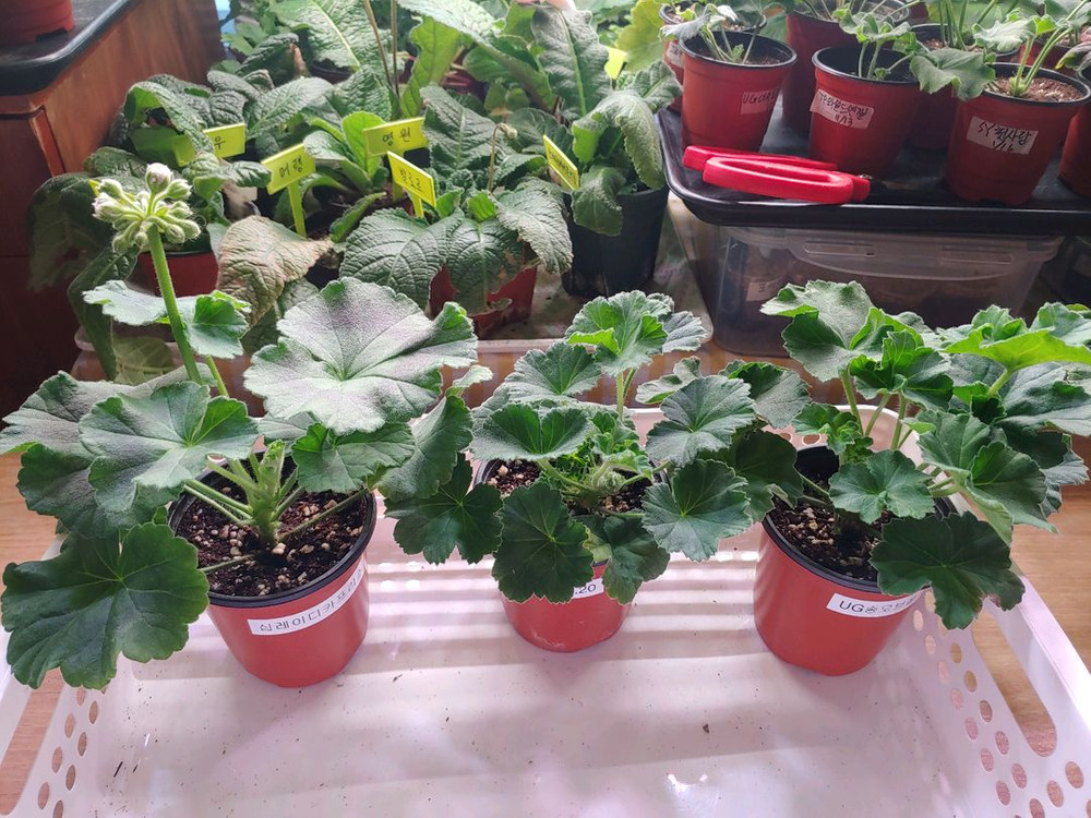 제라늄 5종 심레이디카프리스 UV25.20 송오브콜쵸바 TA마르셀 라라앙드레--1