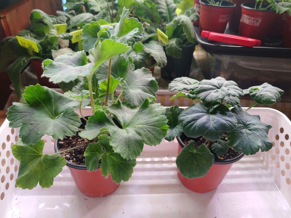 제라늄 5종 심레이디카프리스 UV25.20 송오브콜쵸바 TA마르셀 라라앙드레--2