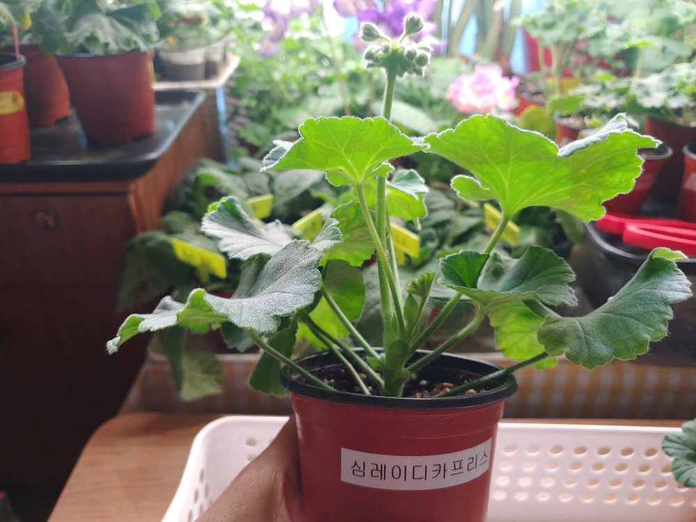 제라늄 5종 심레이디카프리스 UV25.20 송오브콜쵸바 TA마르셀 라라앙드레--3