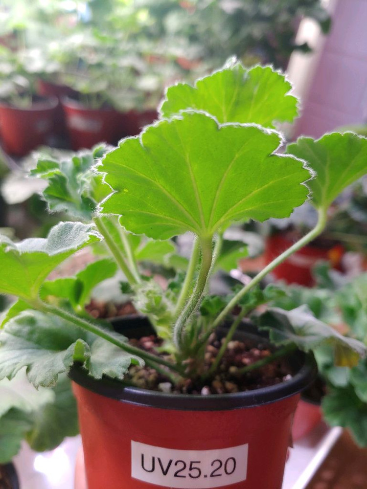 제라늄 5종 심레이디카프리스 UV25.20 송오브콜쵸바 TA마르셀 라라앙드레--4