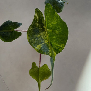 알로카시아 스팅레이 바리에가타