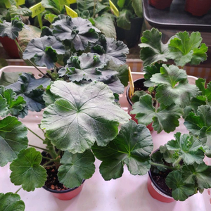 러시아제라눔 4종 TA러브스토리 IV인스피레이션 TA마르셀 TA엠마뉴엘