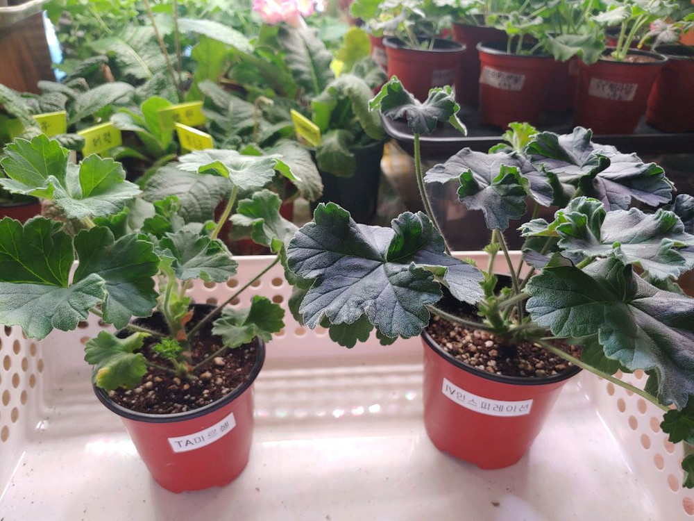 러시아제라눔 4종 TA러브스토리 IV인스피레이션 TA마르셀 TA엠마뉴엘--1