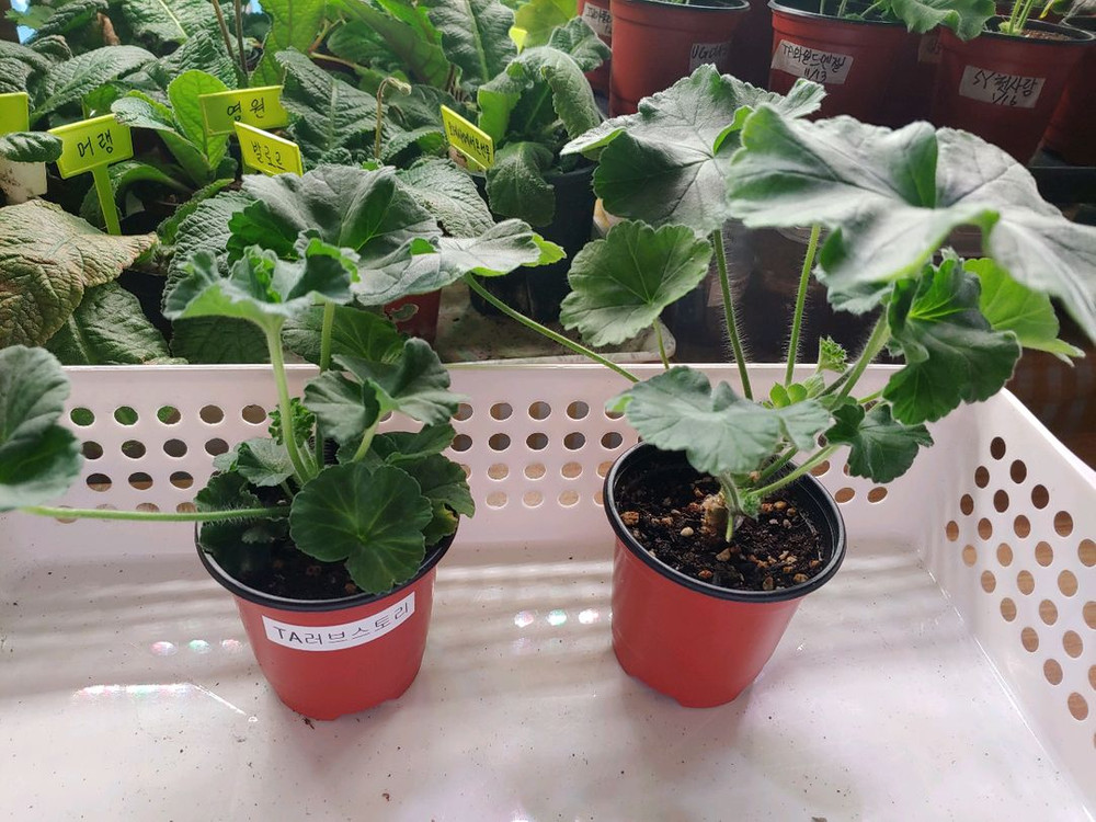 러시아제라눔 4종 TA러브스토리 IV인스피레이션 TA마르셀 TA엠마뉴엘--2