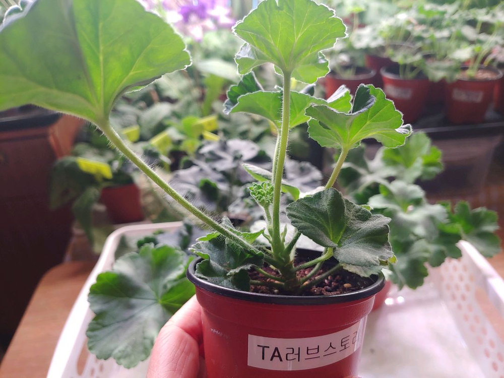 러시아제라눔 4종 TA러브스토리 IV인스피레이션 TA마르셀 TA엠마뉴엘--3