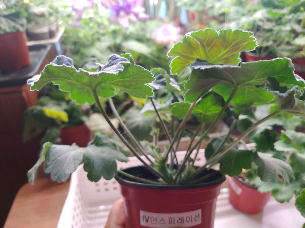 러시아제라눔 4종 TA러브스토리 IV인스피레이션 TA마르셀 TA엠마뉴엘--4