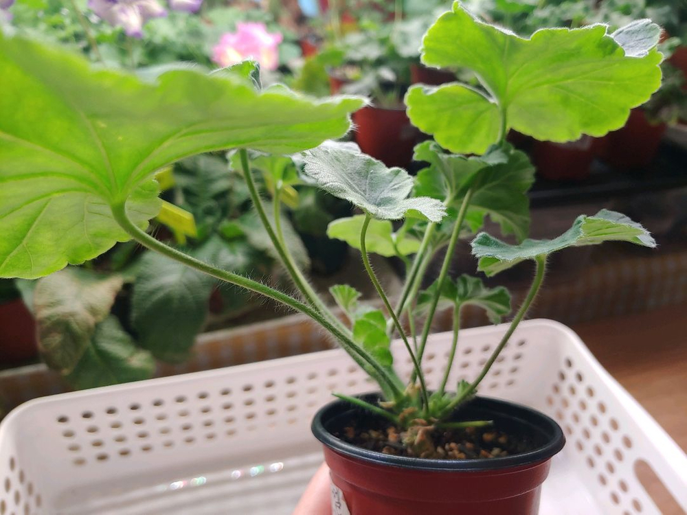 러시아제라눔 4종 TA러브스토리 IV인스피레이션 TA마르셀 TA엠마뉴엘--6