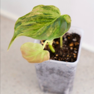 핑크미칸 바리에가타