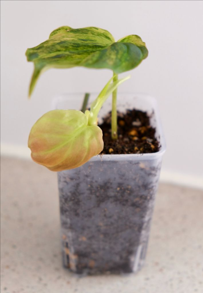 핑크미칸 바리에가타--1