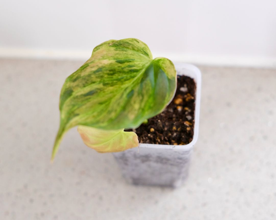 핑크미칸 바리에가타--2