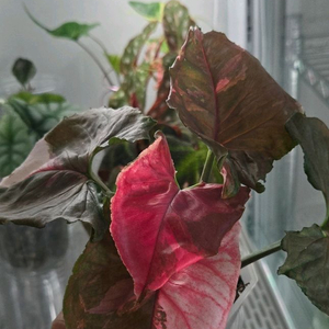 싱고니움 핑크 쥬얼리