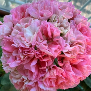 me샤르르제라늄