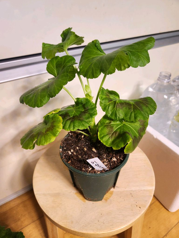 me샤르르제라늄--1