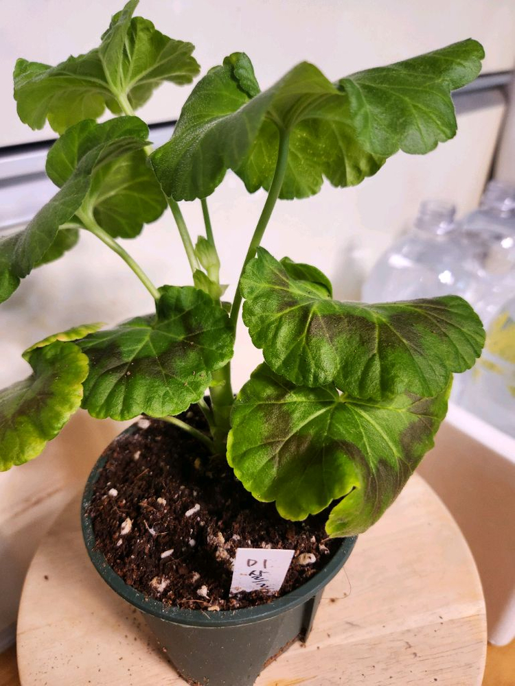 me샤르르제라늄--2