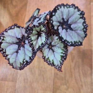 베고니아 돌체비타