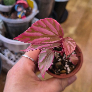 베고니아 줄라우보찌