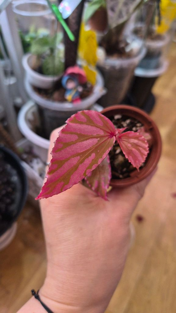 베고니아 줄라우보찌--1