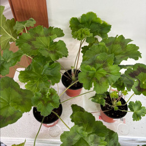 유지스차레브나스완 +러시아제라늄 3종