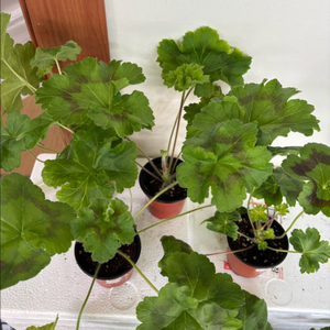 유지스차레브나스완 +러시아제라늄 3종