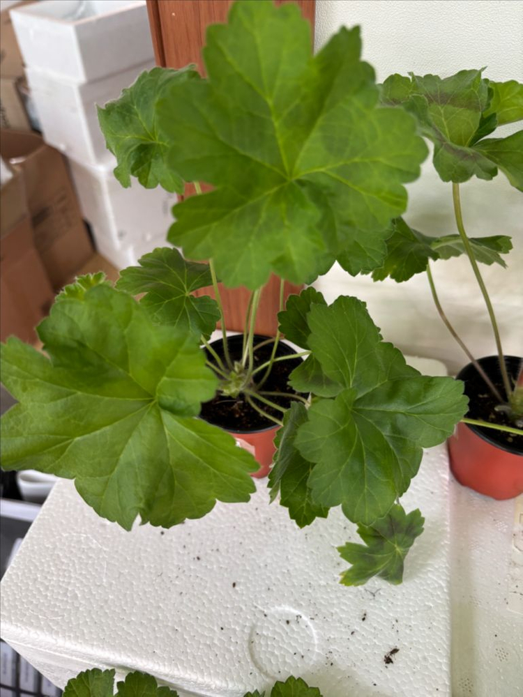 유지스차레브나스완 +러시아제라늄 3종--2