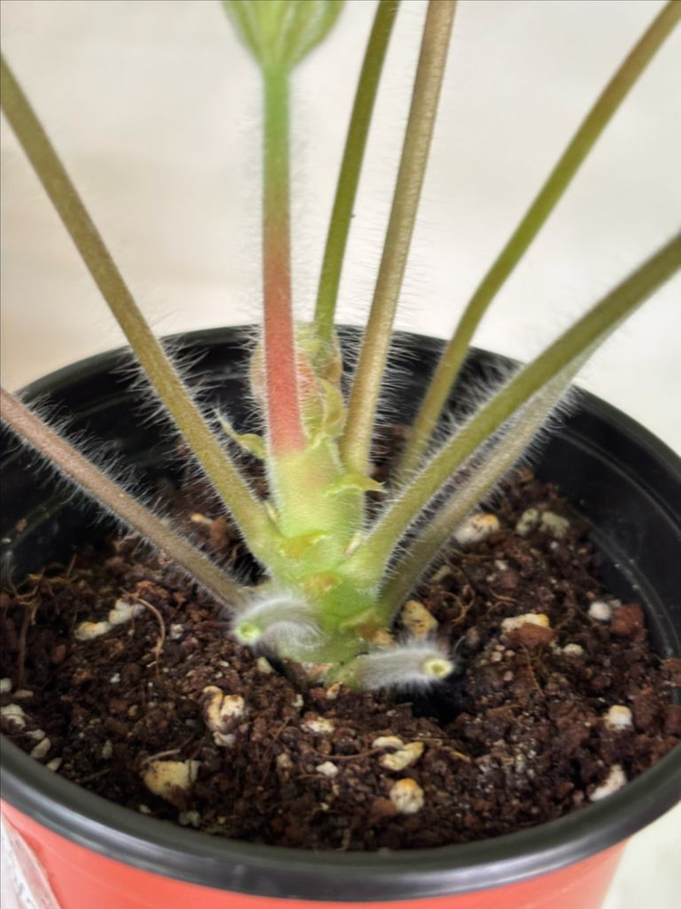 유지스차레브나스완 +러시아제라늄 3종--4