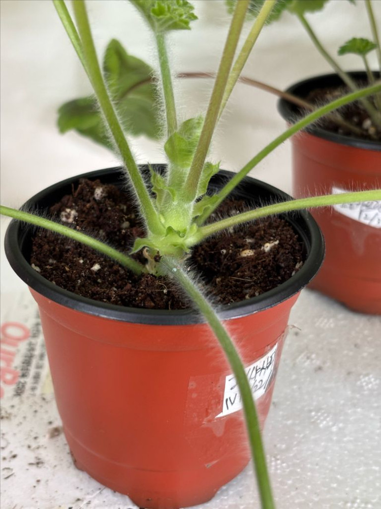 유지스차레브나스완 +러시아제라늄 3종--5