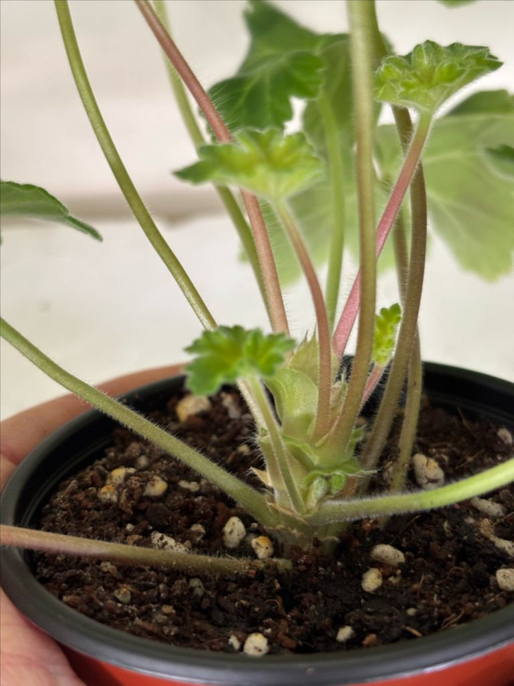 유지스차레브나스완 +러시아제라늄 3종--6