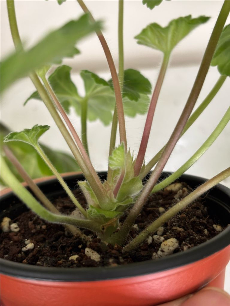 유지스차레브나스완 +러시아제라늄 3종--7