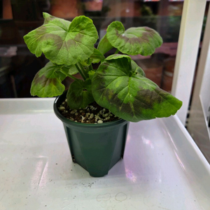 제라늄 ess황홀한행복