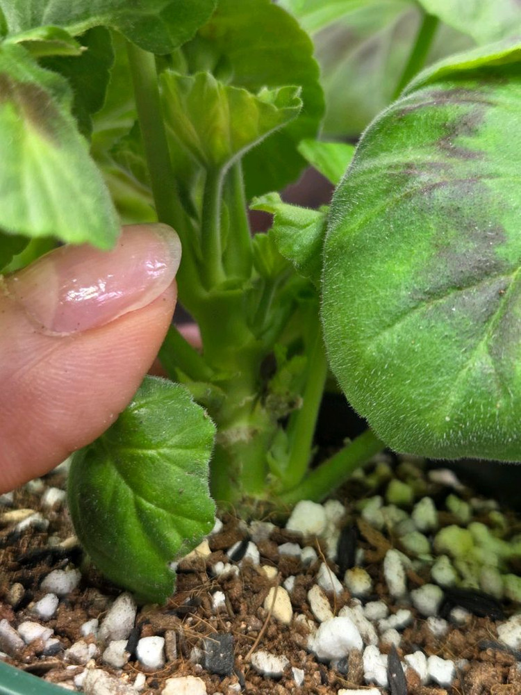 제라늄 ess황홀한행복--1