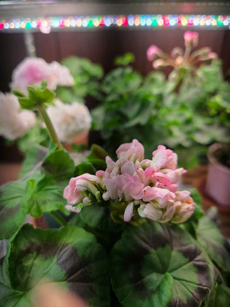 제라늄 ess황홀한행복--2