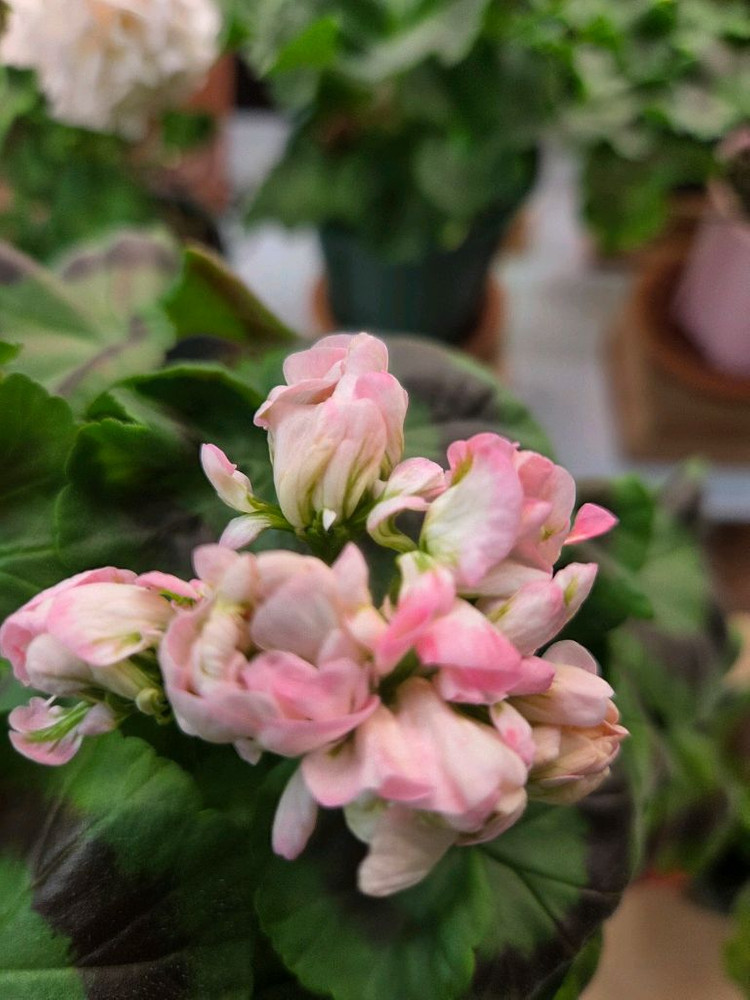 제라늄 ess황홀한행복--3