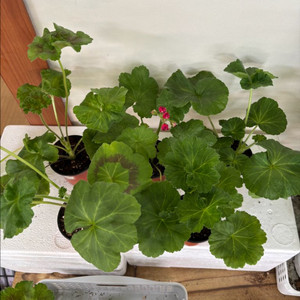 UV바빌론 + 러시아제라늄 4종