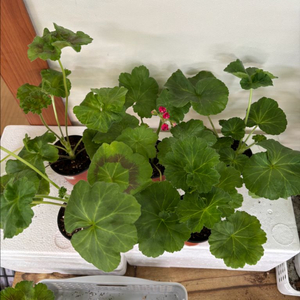 UV바빌론 + 러시아제라늄 4종