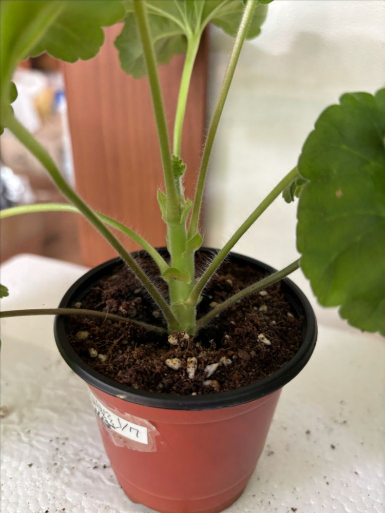 UV바빌론 + 러시아제라늄 4종--1