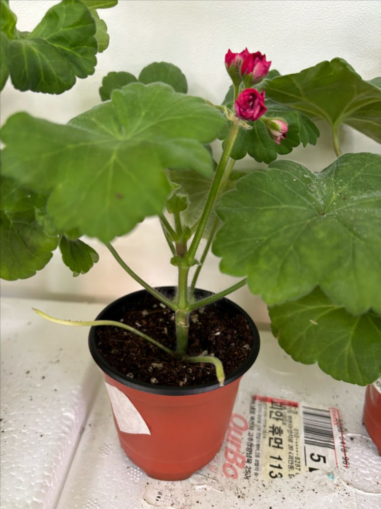 UV바빌론 + 러시아제라늄 4종--2