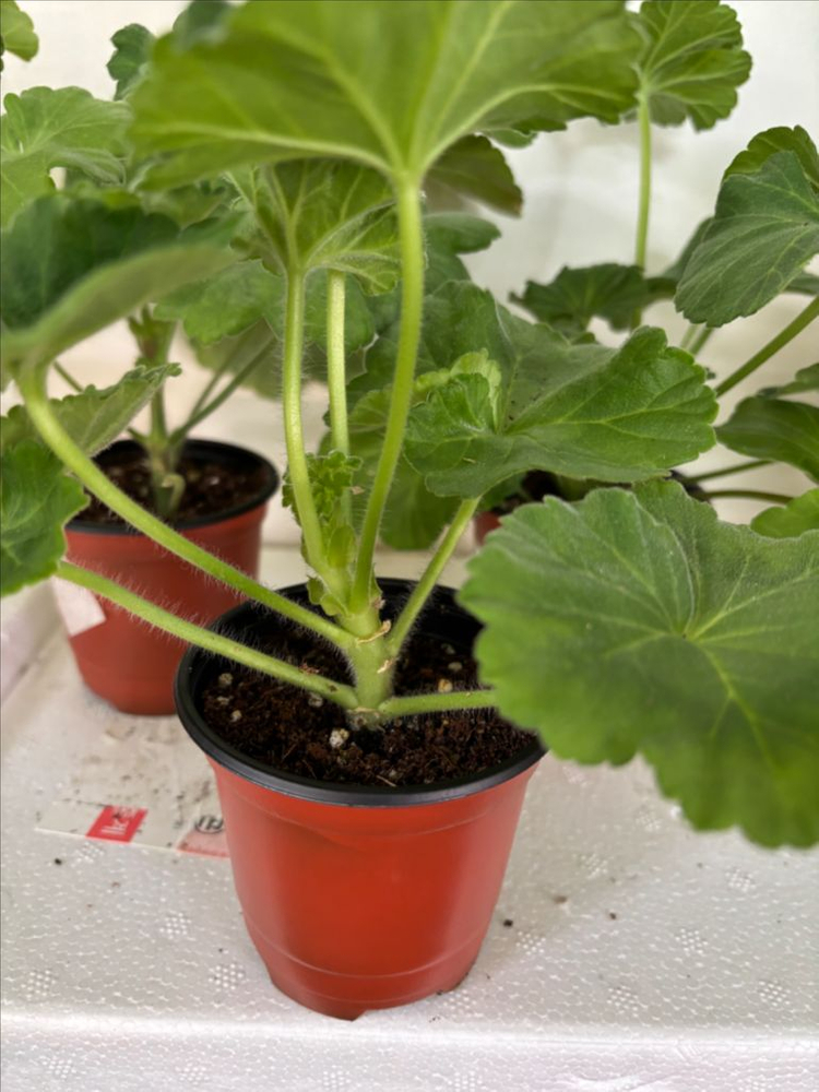 UV바빌론 + 러시아제라늄 4종--3