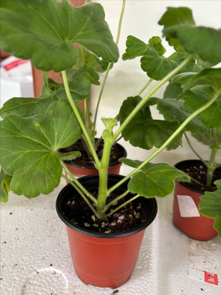 UV바빌론 + 러시아제라늄 4종--5